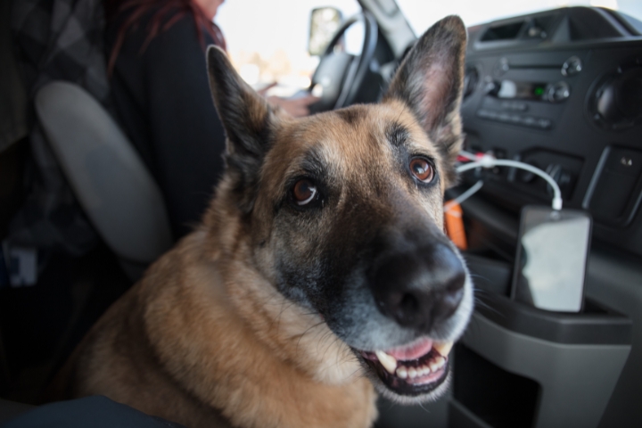 closeup photo of a dog in a car