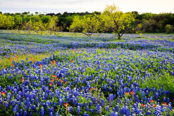 bluebonnets in Texas Hill