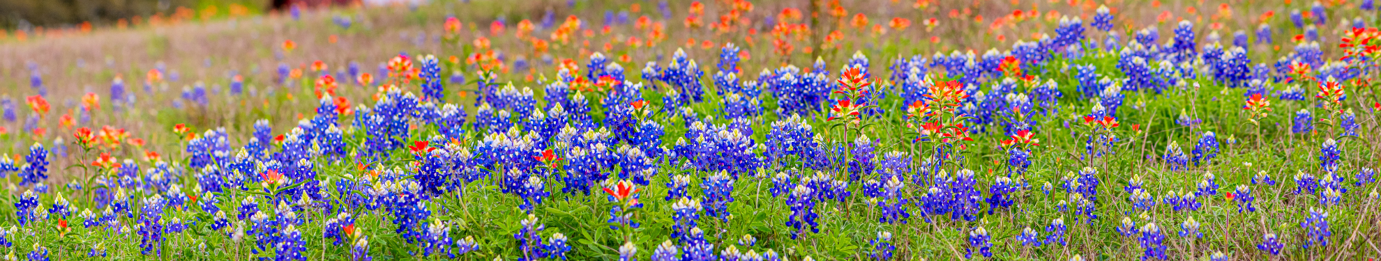 Best Places to See Bluebonnets Near Miller Creek RV Park