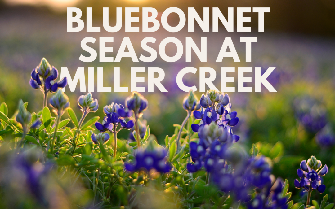 Experience the Magic of Bluebonnet Season in the Texas Hill Country