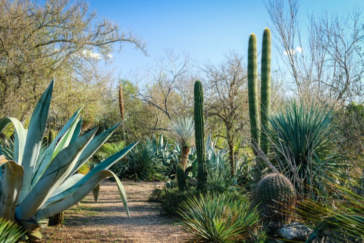 Sunlit cacti and succulents in the San Antonio Botanical Garden, perfect for RV nature enthusiasts