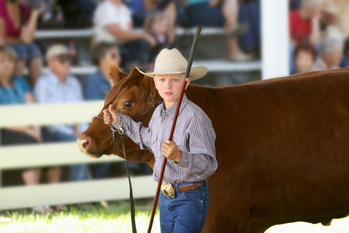 Young cowboy showing livestock at Gillespie County Fair in Fredericksburg