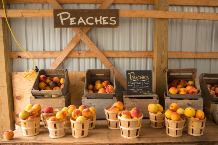 Display of fresh peaches at Stonewall Peach JAMboree near Fredericksburg
