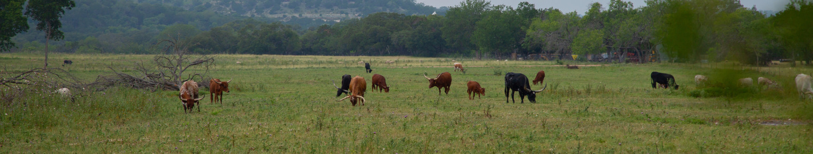Texas Hill Country Views at Miller Creek
