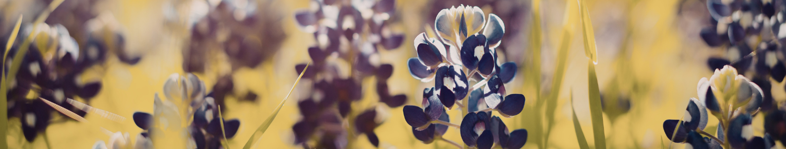 Bluebonnets