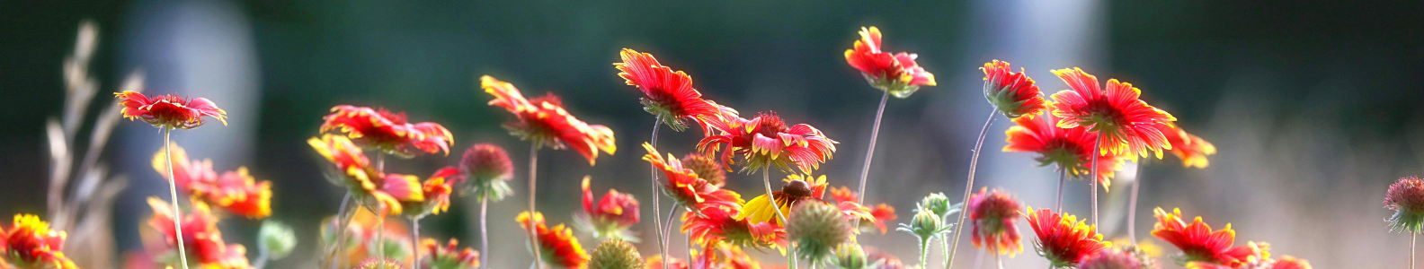 Indian Blanket Flower