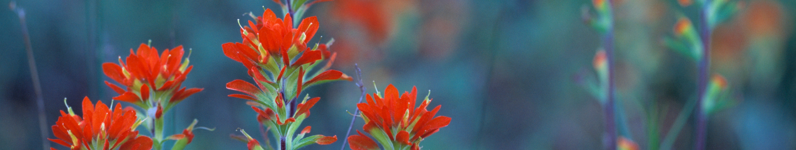 Indian Paintbrush
