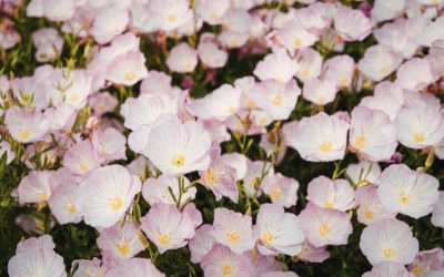 Your Front-Row Seat to the Texas Hill Country Wildflowers