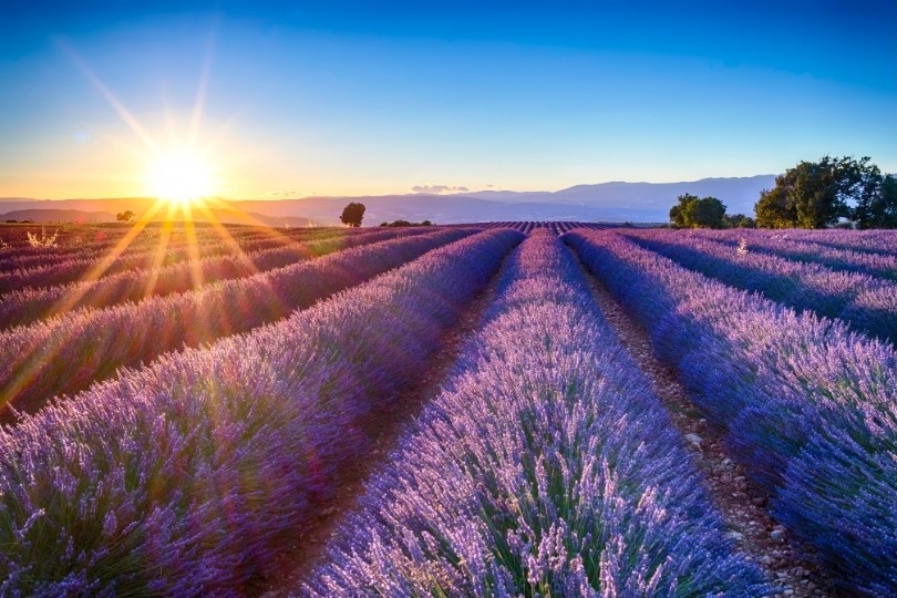 fields of blooming lavender flowers near blanco tx
