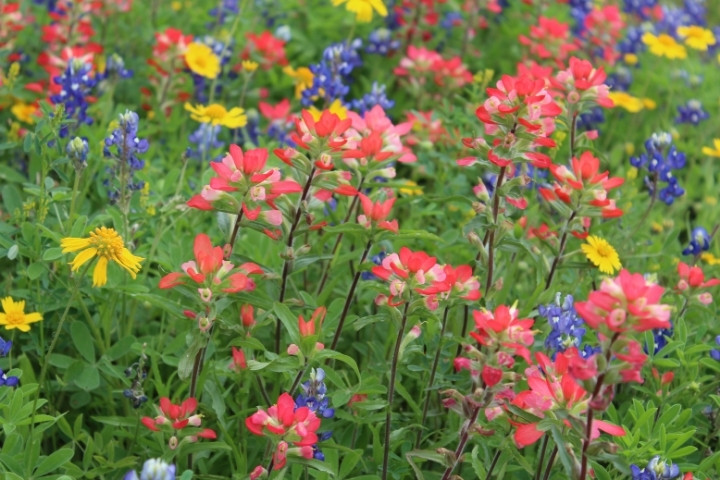 Texas Hill Country wildflowers blooming during the popular spring travel season near Fredericksburg