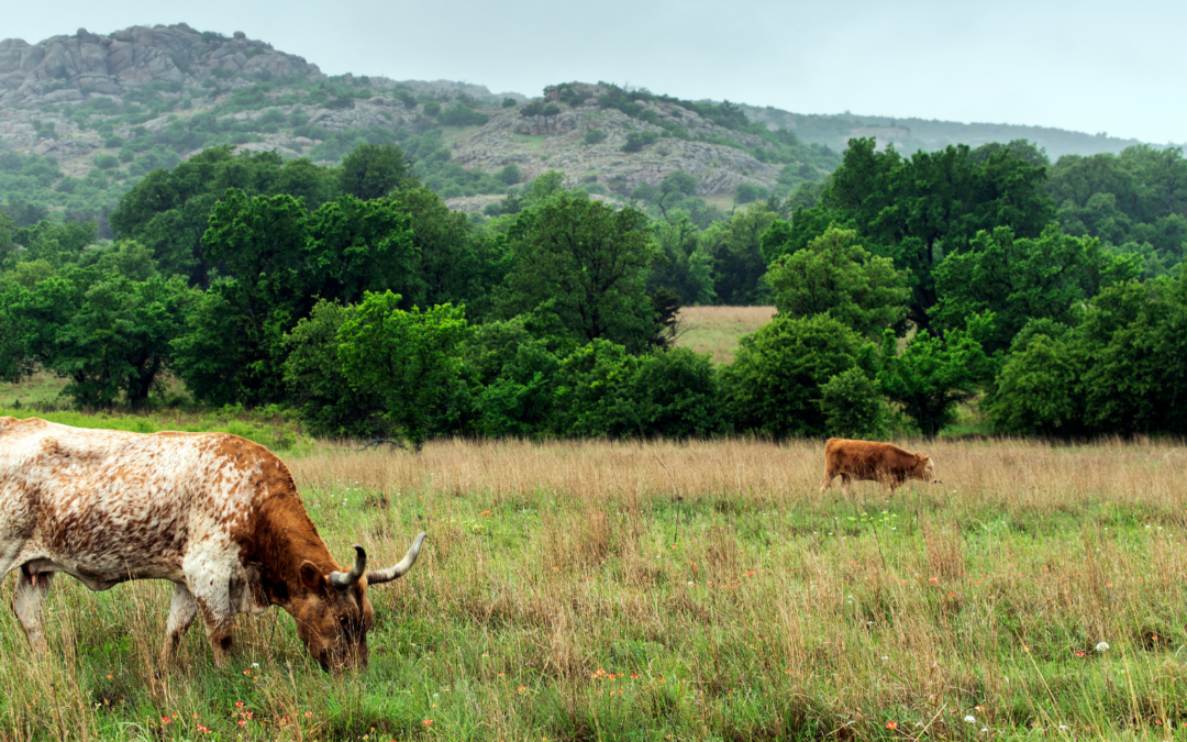 Fall in the Texas Hill Country: Your Ultimate Autumn Itinerary