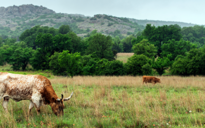 Fall in the Texas Hill Country: Your Ultimate Autumn Itinerary