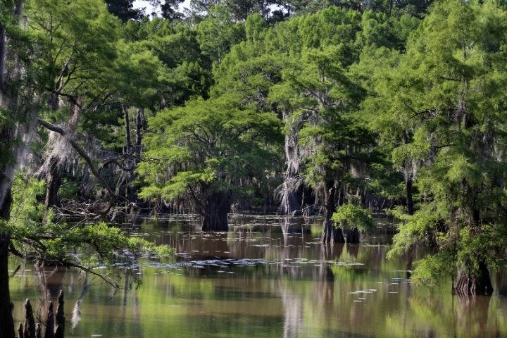 Cypress wetland at Caddo Lake in the Piney Woods region of Texas