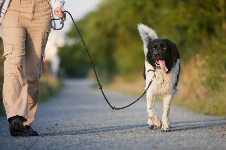 Leashed dog illustrating pet rules for visitors to Blanco State Park