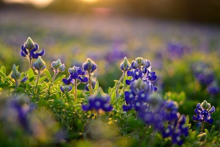 Texas bluebonnets blooming near Blanco State Park during spring