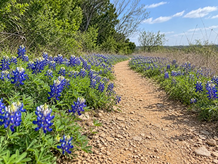 Austin hiking trail surrounded by bluebonnets during spring